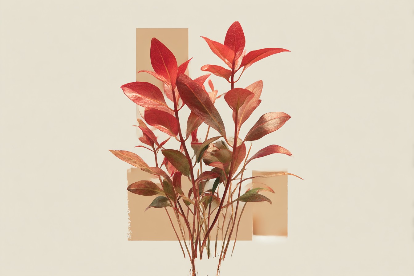 Ludwigia_Super_Red_and_Whether_the_Tissue_Culture_Hype_Is_Wor_8cdd96a2-ec1b-4fdb-a10a-b1720a8816b3_1